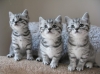 British-Short-Hair-Kittens-available-now